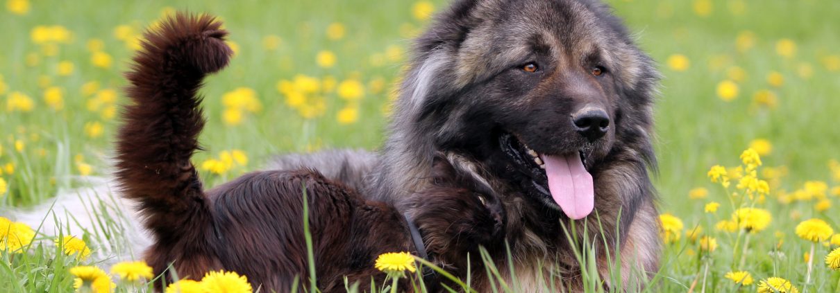 hund i guleblomster