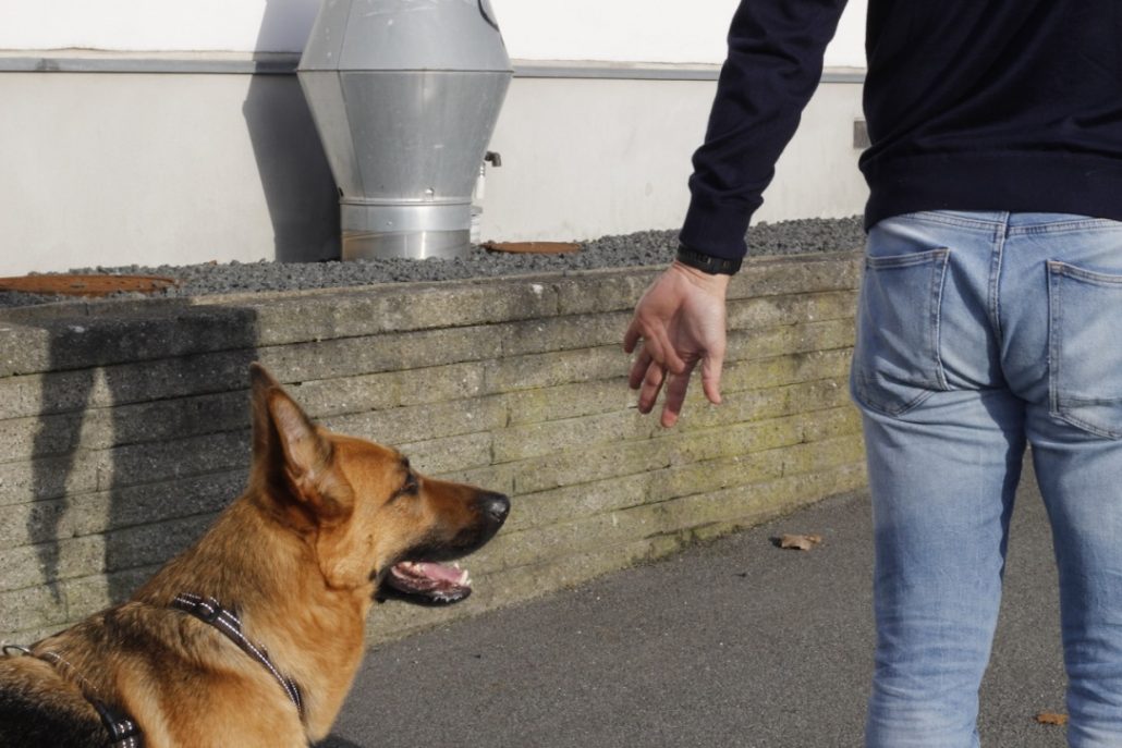 Hjælp - min hund æder sin egen afføring! - LiseRovsing.dk