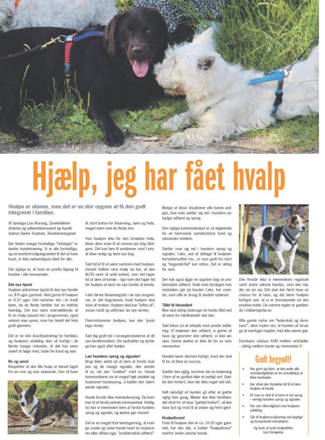 Hundehvalpen Arkiv LiseRovsing.dk